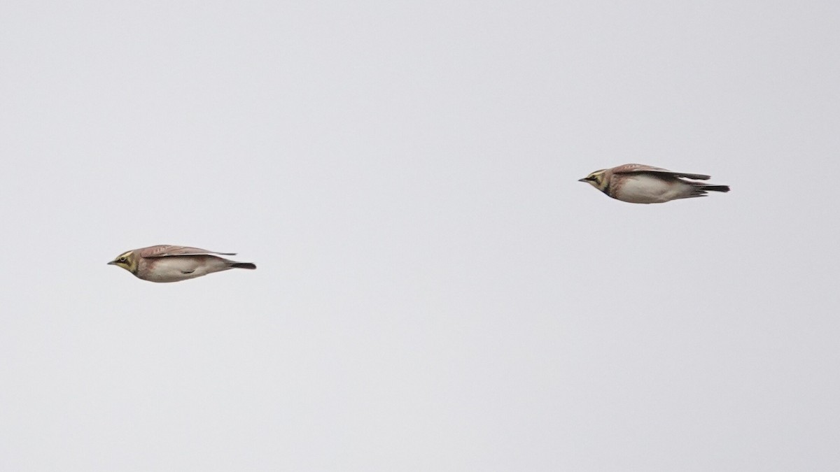 fjellerke - ML646540599