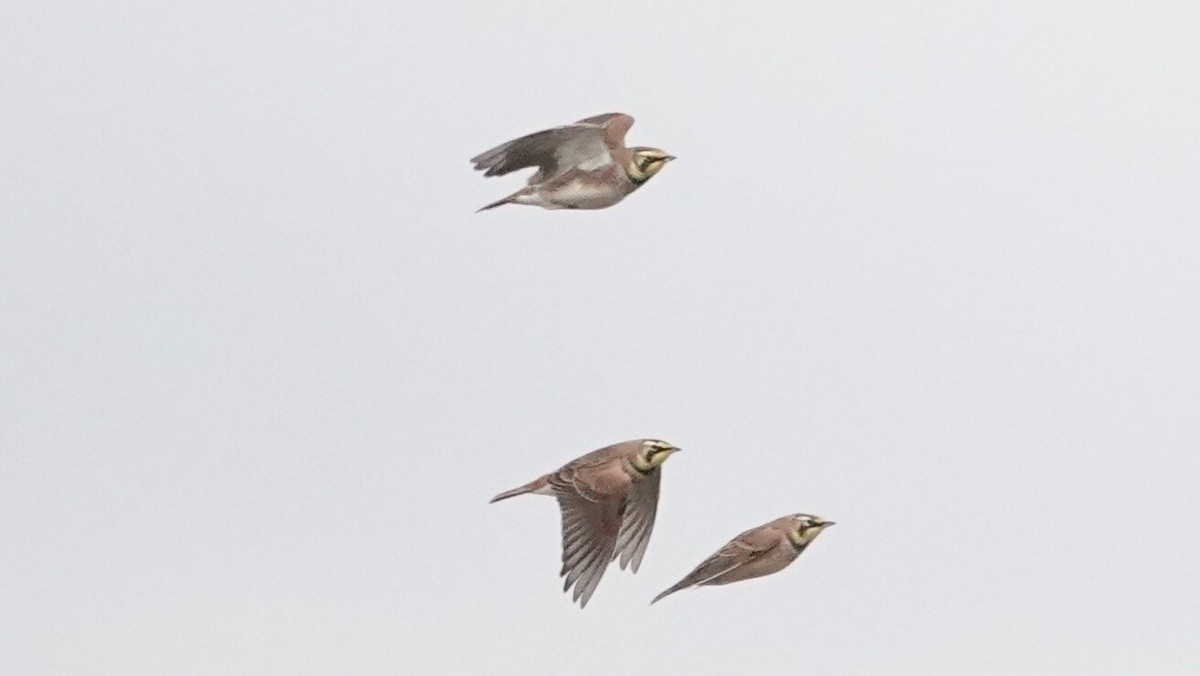 fjellerke - ML646540601