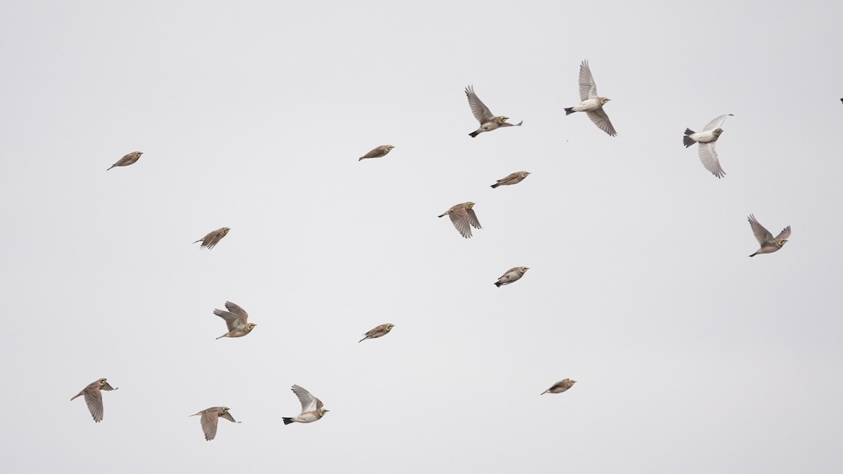 fjellerke - ML646540602