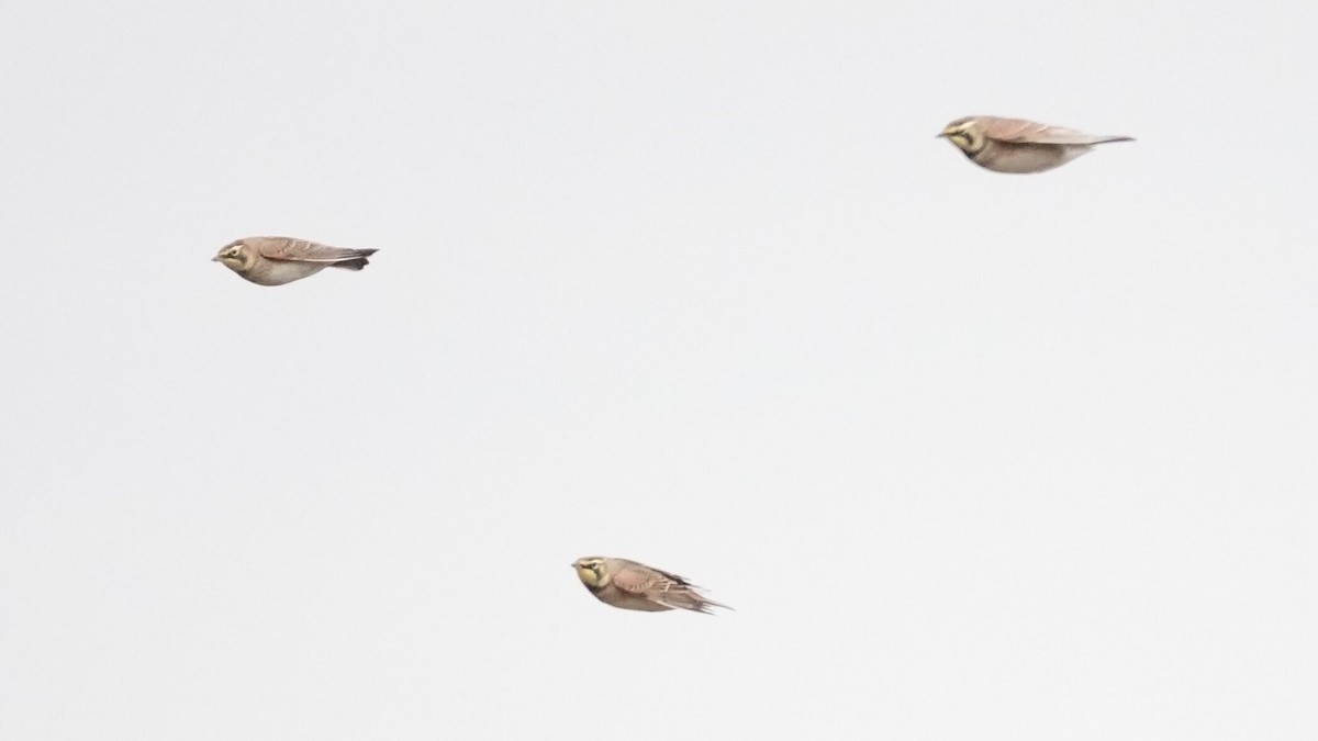 fjellerke - ML646540603