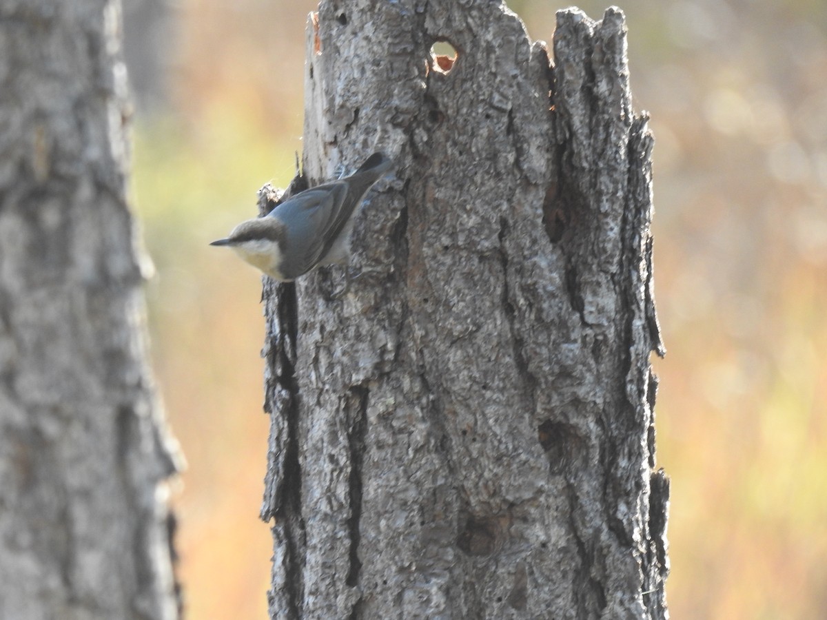 Sittelle à tête brune - ML646540613