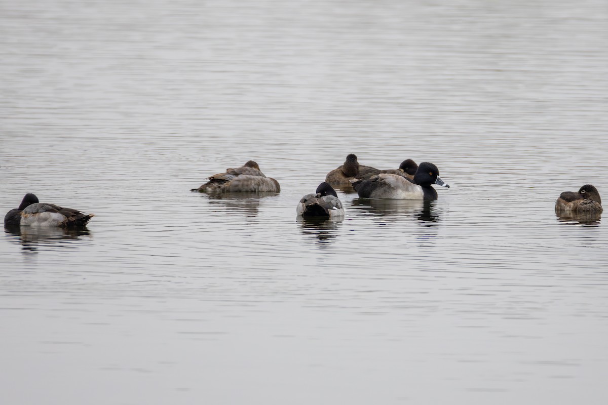 Ring-necked Duck - ML646540614