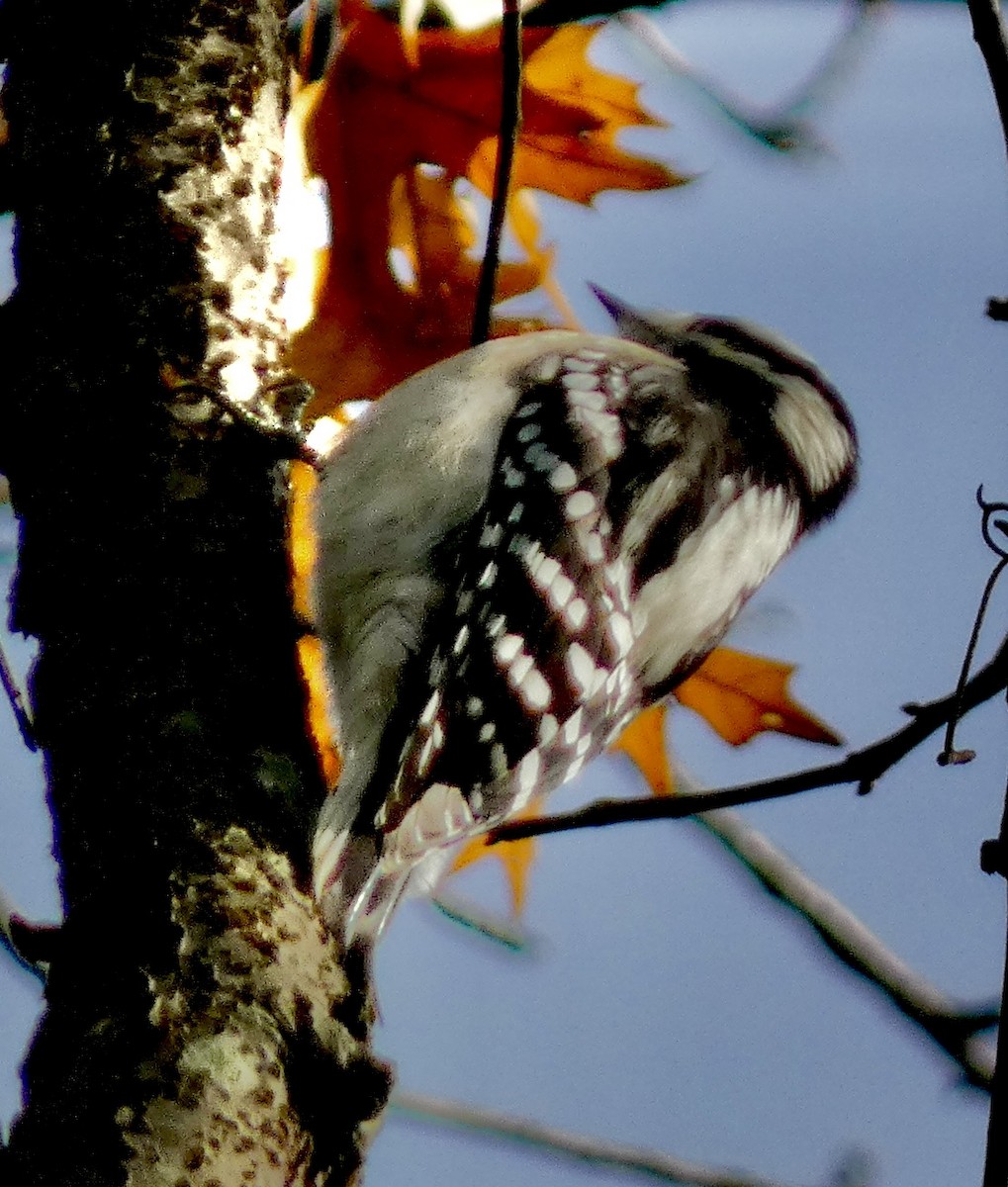 Pic mineur - ML646540616