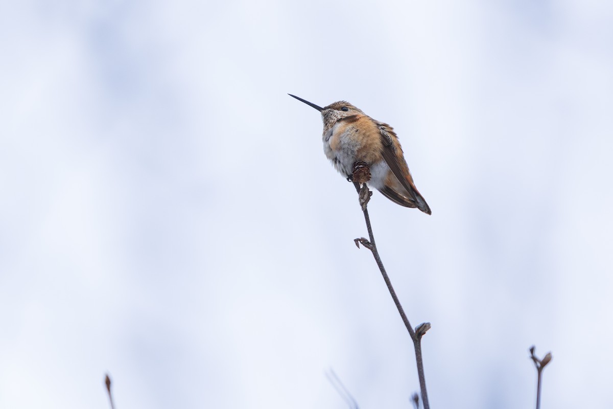 Colibrí Rufo - ML646540617