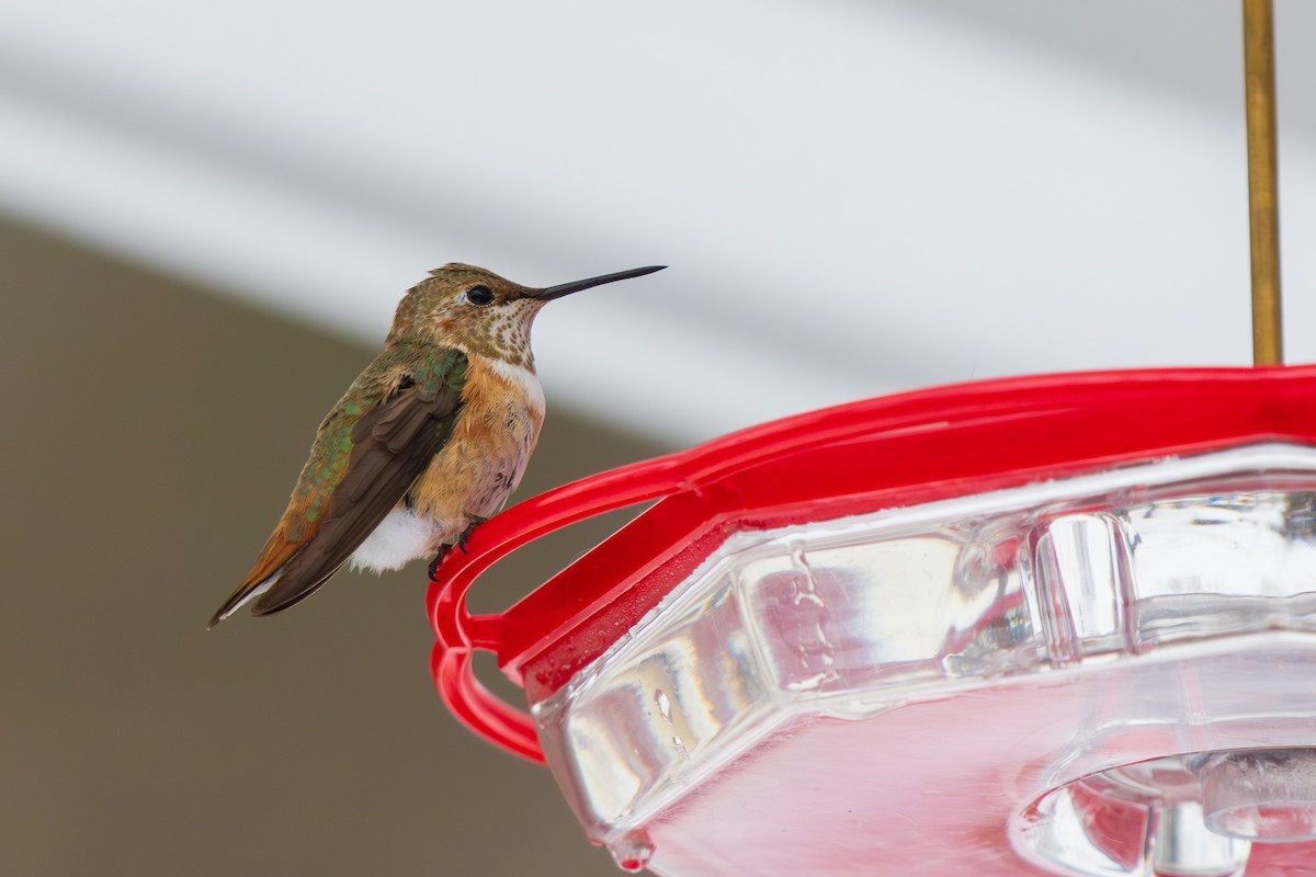 Colibrí Rufo - ML646540618