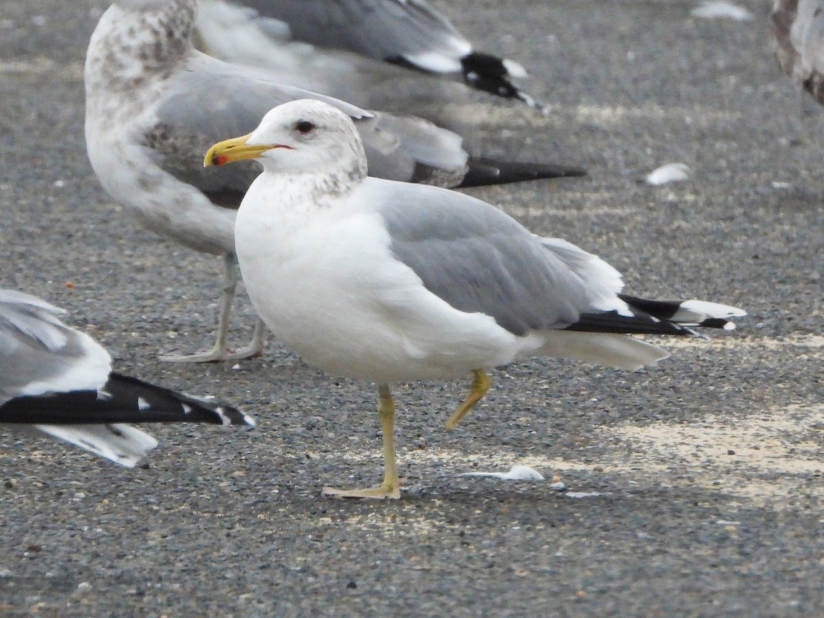 California Gull - ML646540621