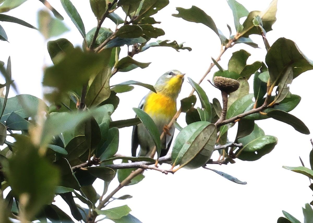 Northern Parula - ML646540623
