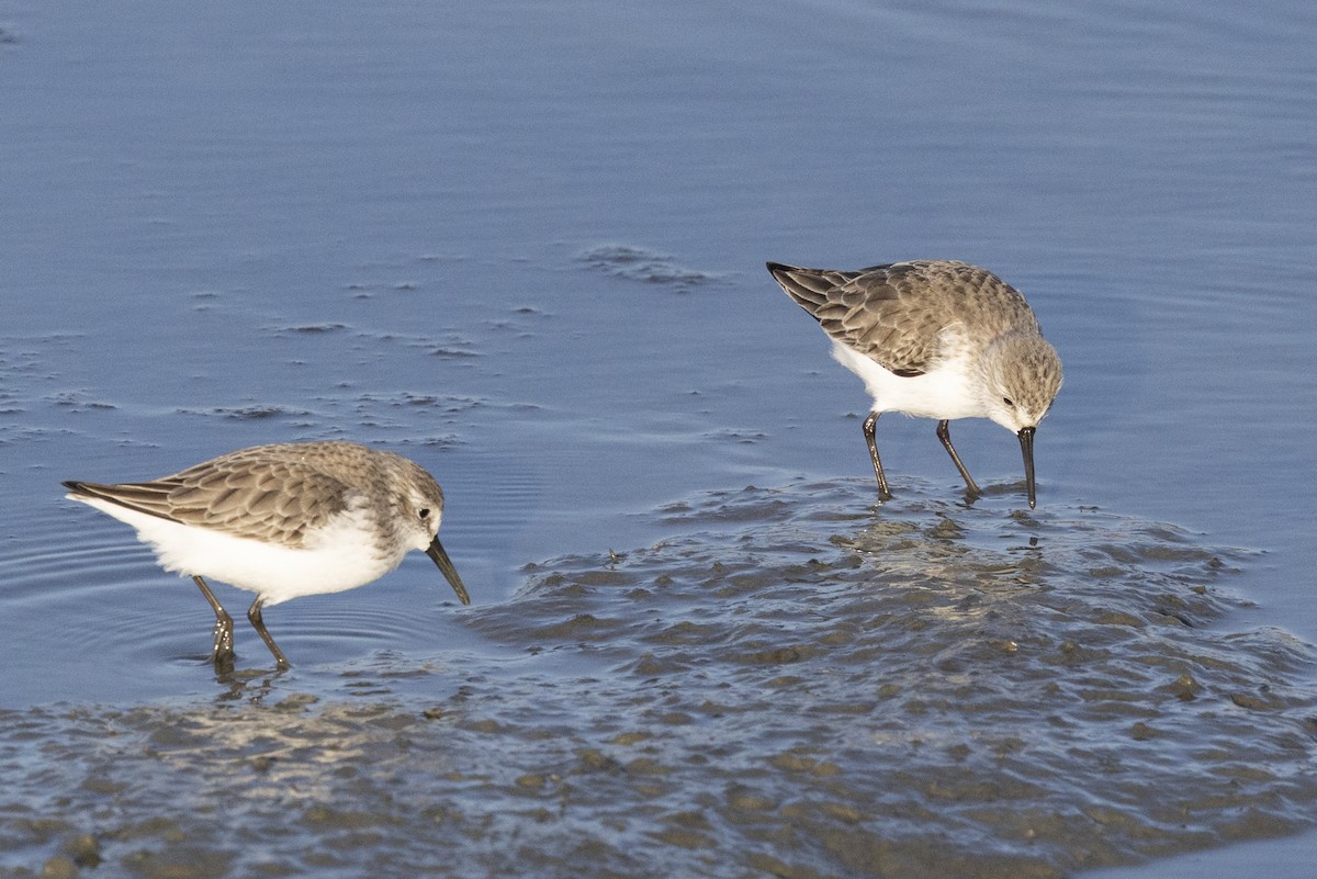 jespák aljašský - ML646540624