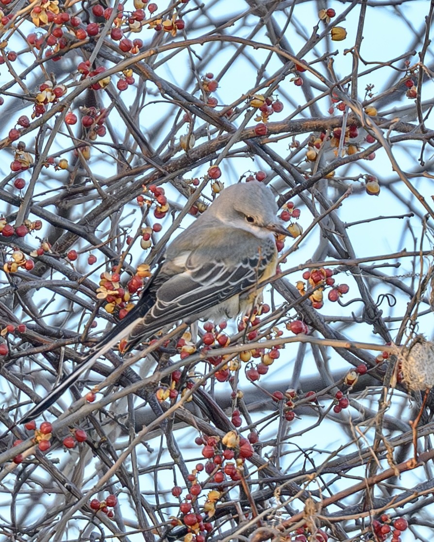 Scissor-tailed Flycatcher - ML646540626