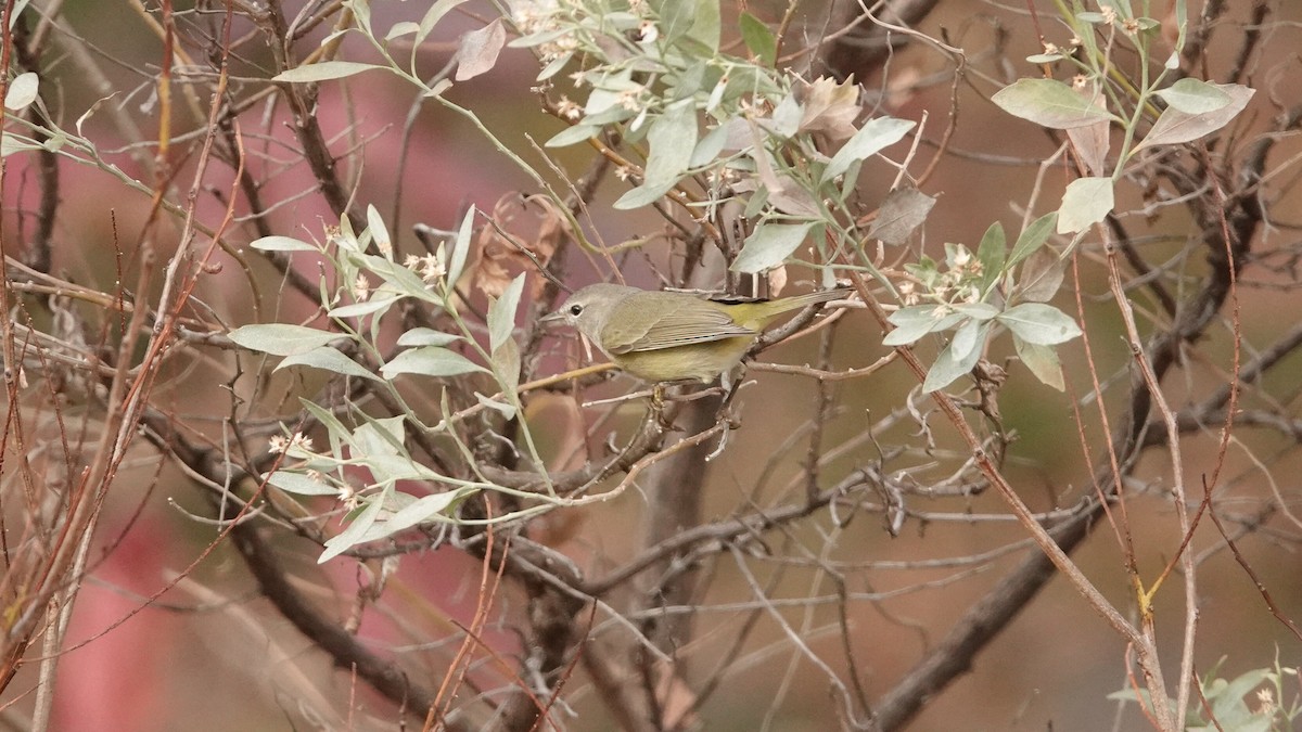 oransjekroneparula - ML646540628