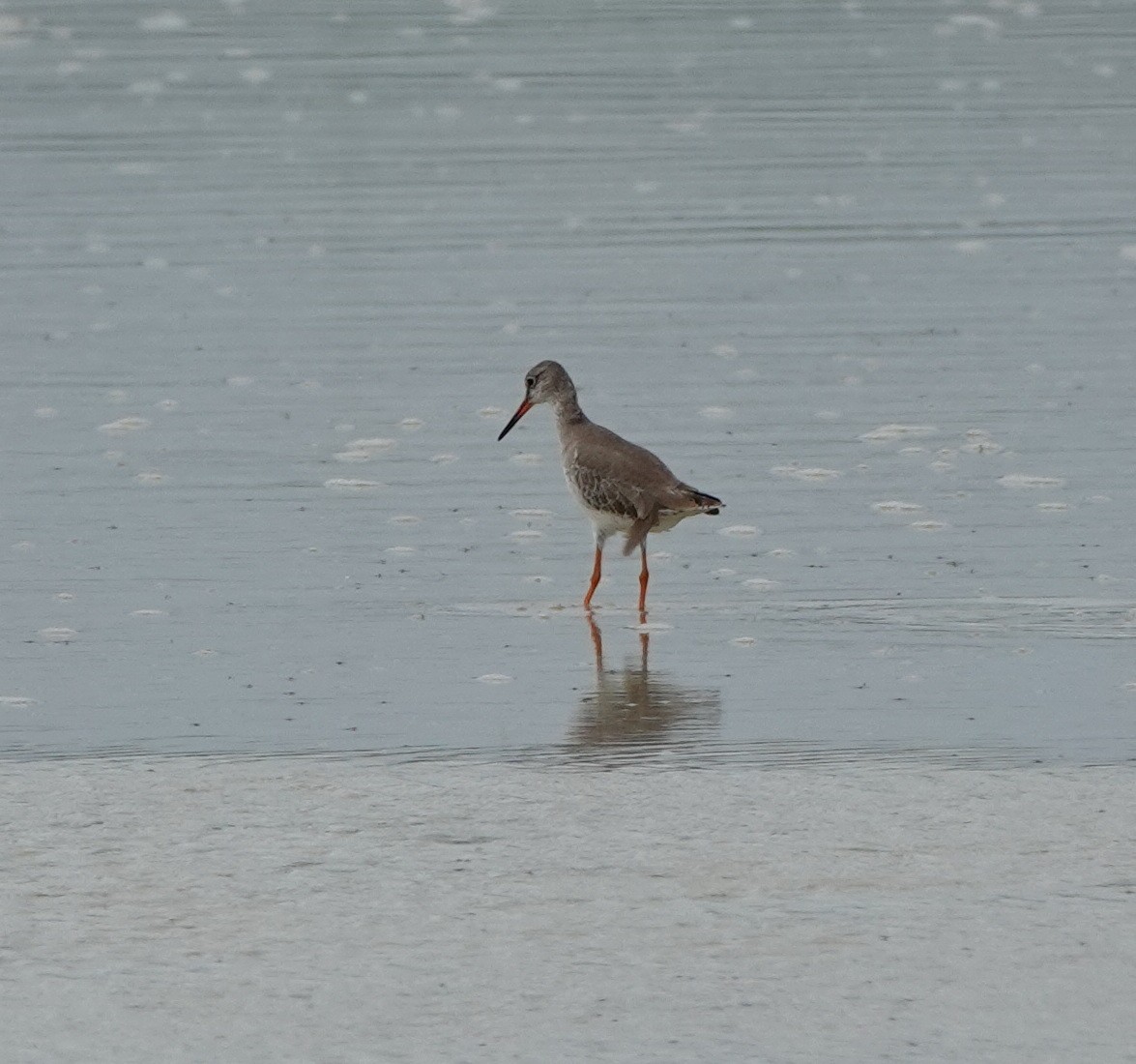 アカアシシギ - ML646540629