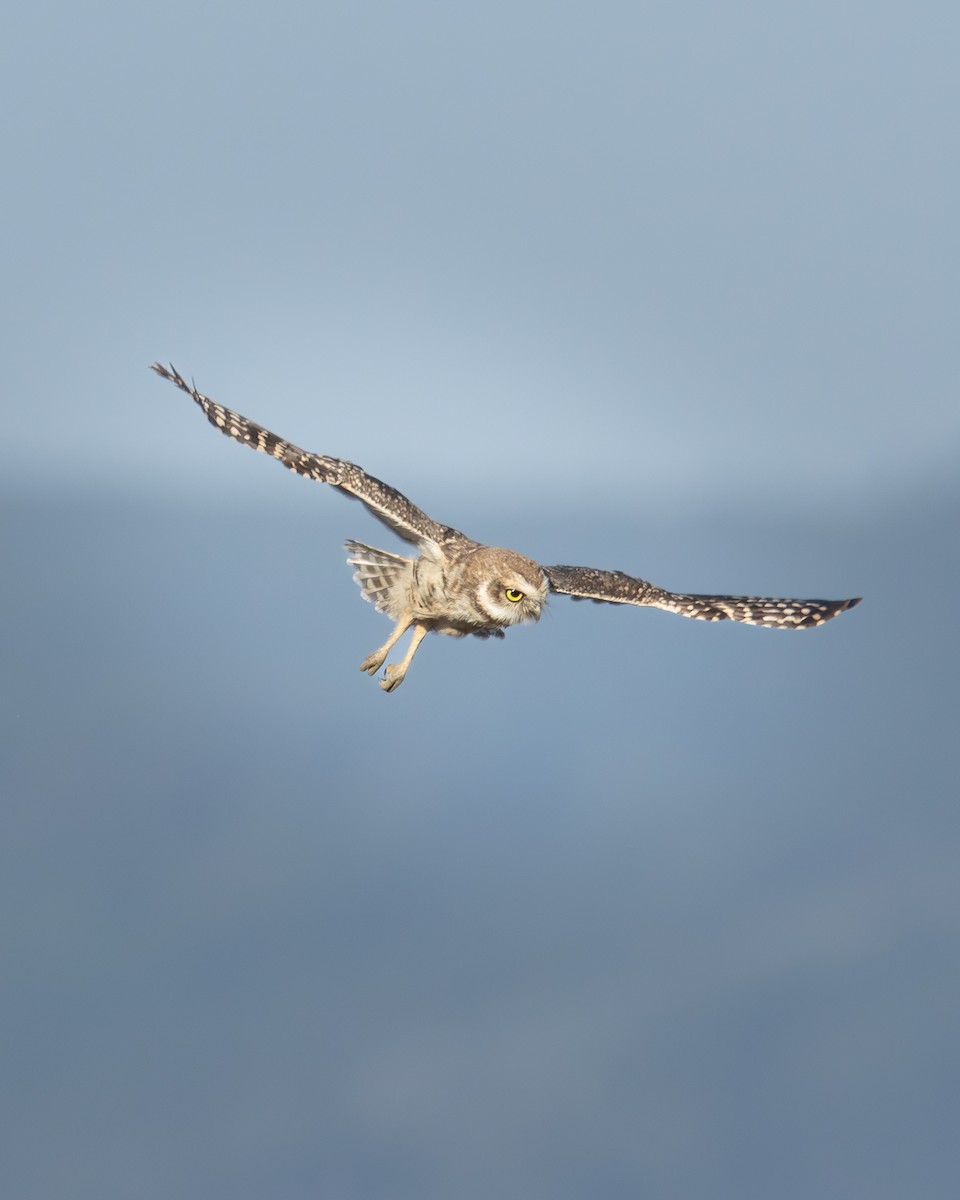 Burrowing Owl - ML646540630