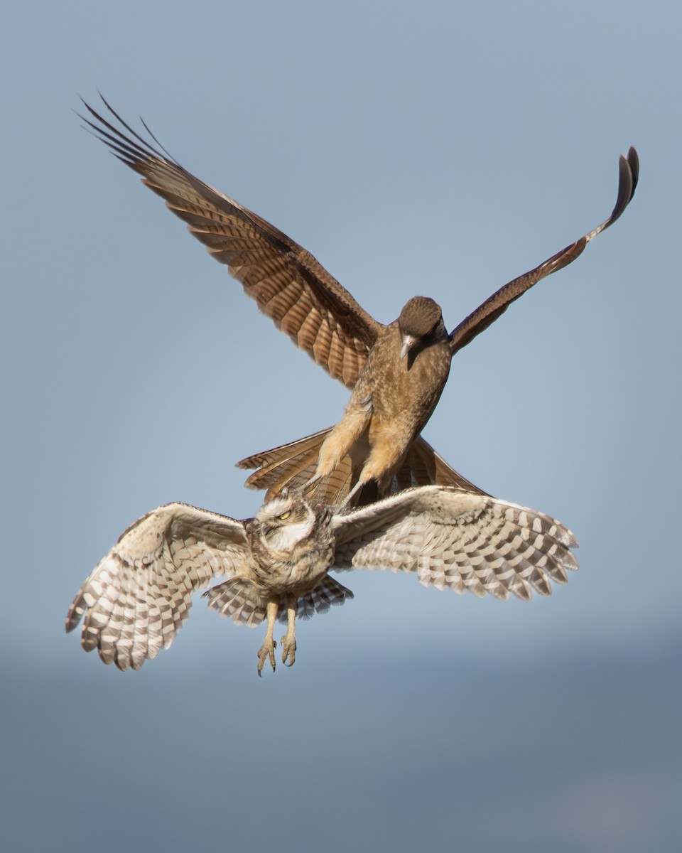 Burrowing Owl - ML646540631