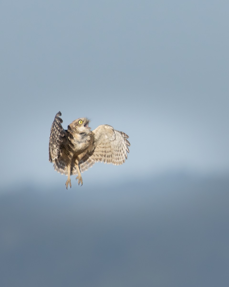 Burrowing Owl - ML646540632