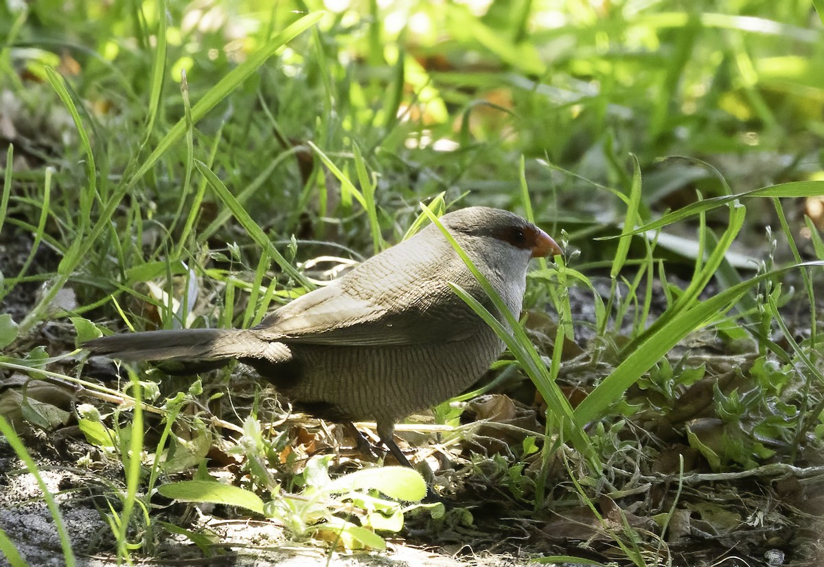 Волнистый астрильд - ML646540633