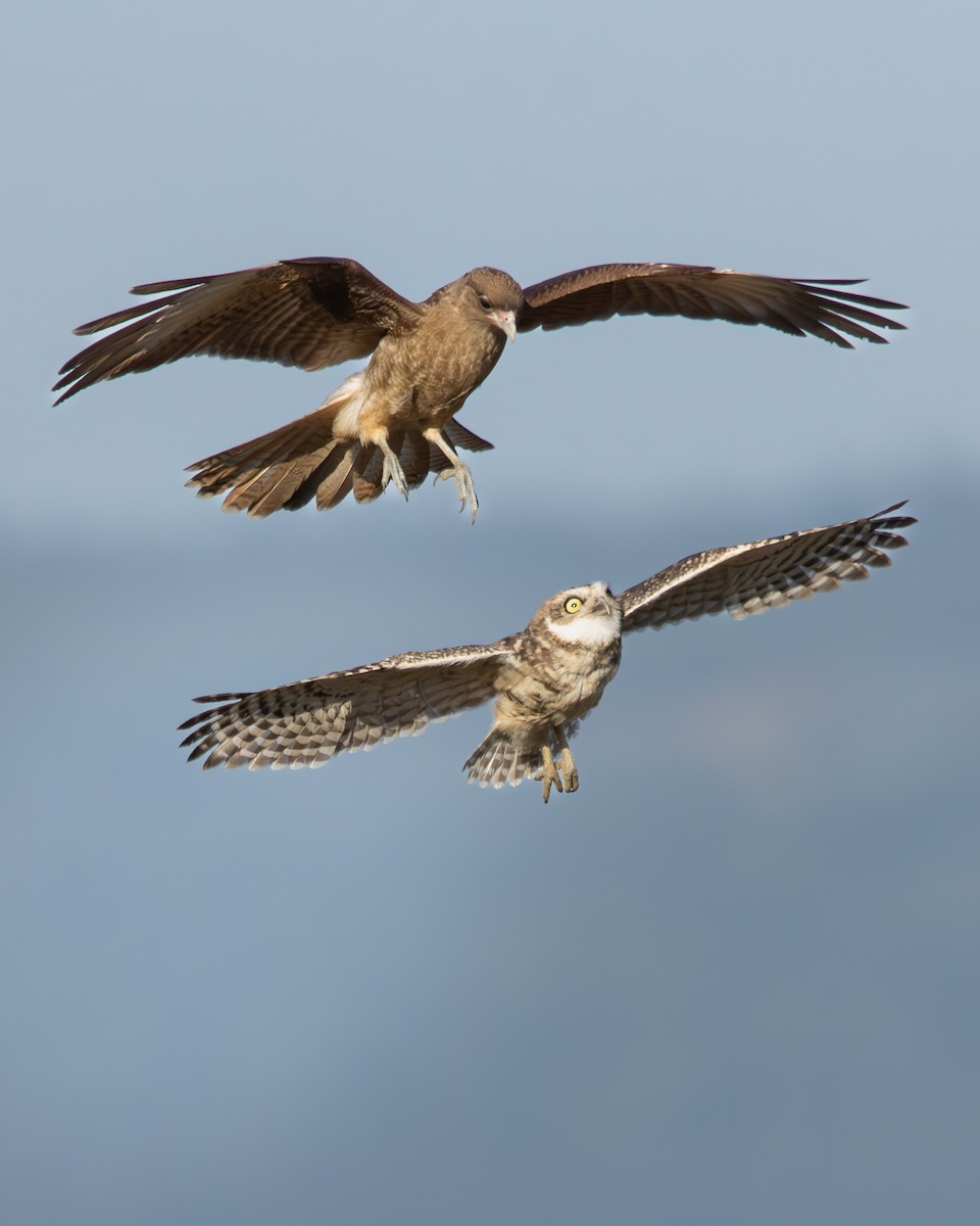 Burrowing Owl - ML646540634