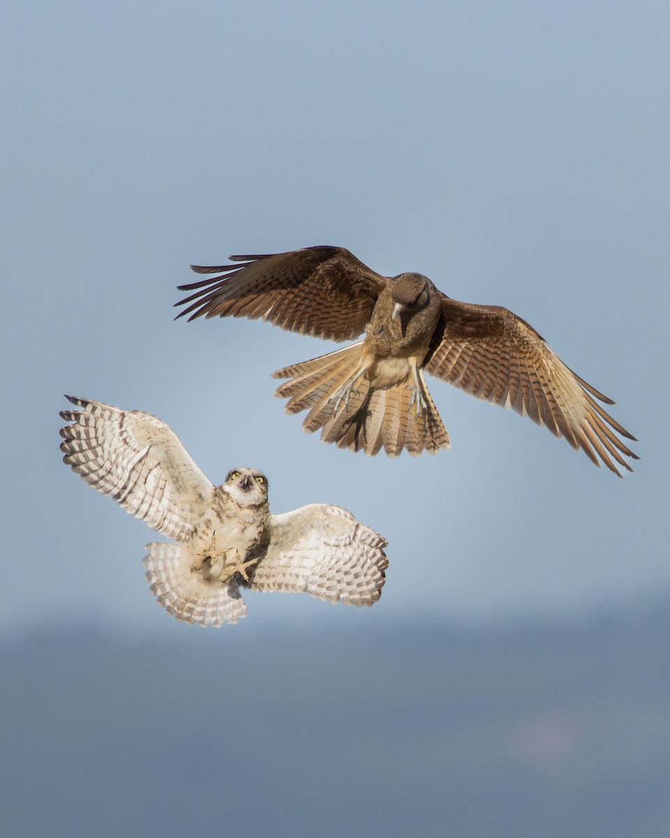 Burrowing Owl - ML646540635