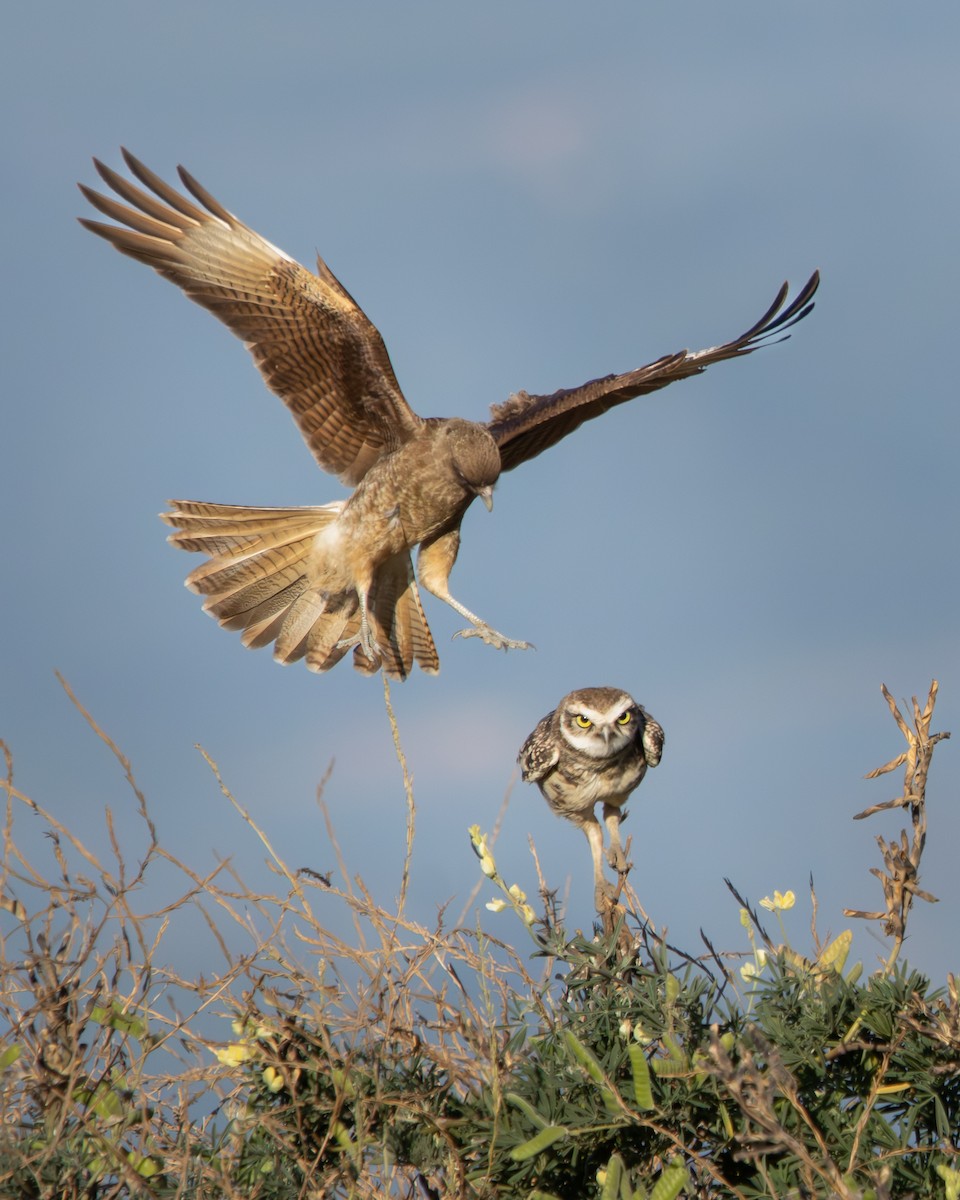 Burrowing Owl - ML646540636