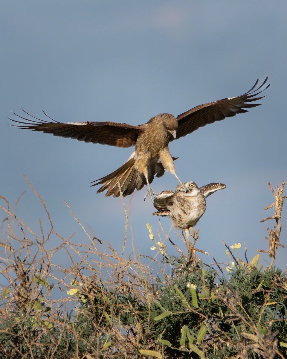 Burrowing Owl - ML646540638