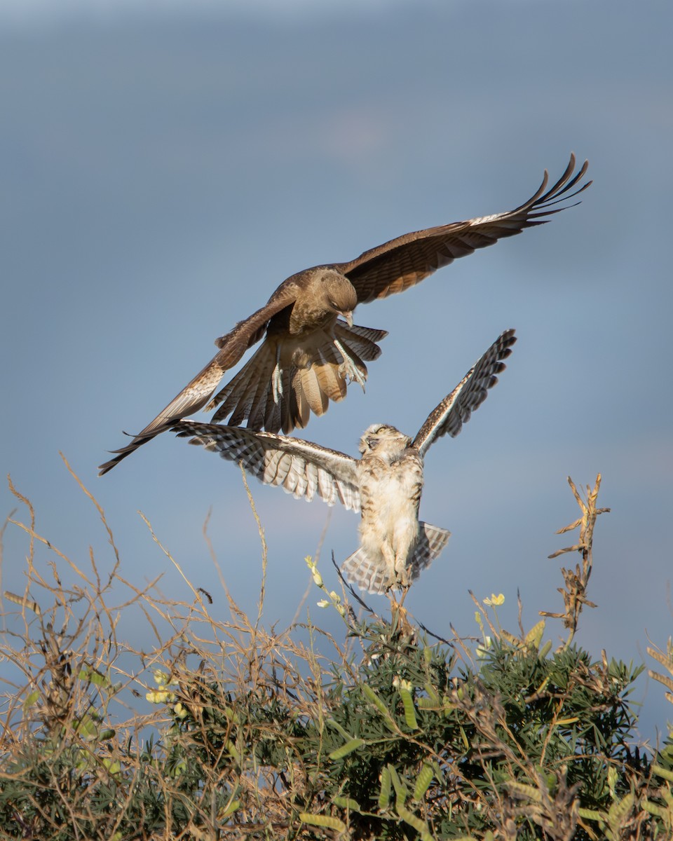 Burrowing Owl - ML646540639