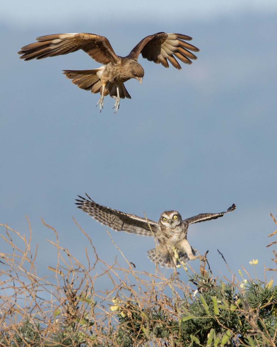 Burrowing Owl - ML646540640