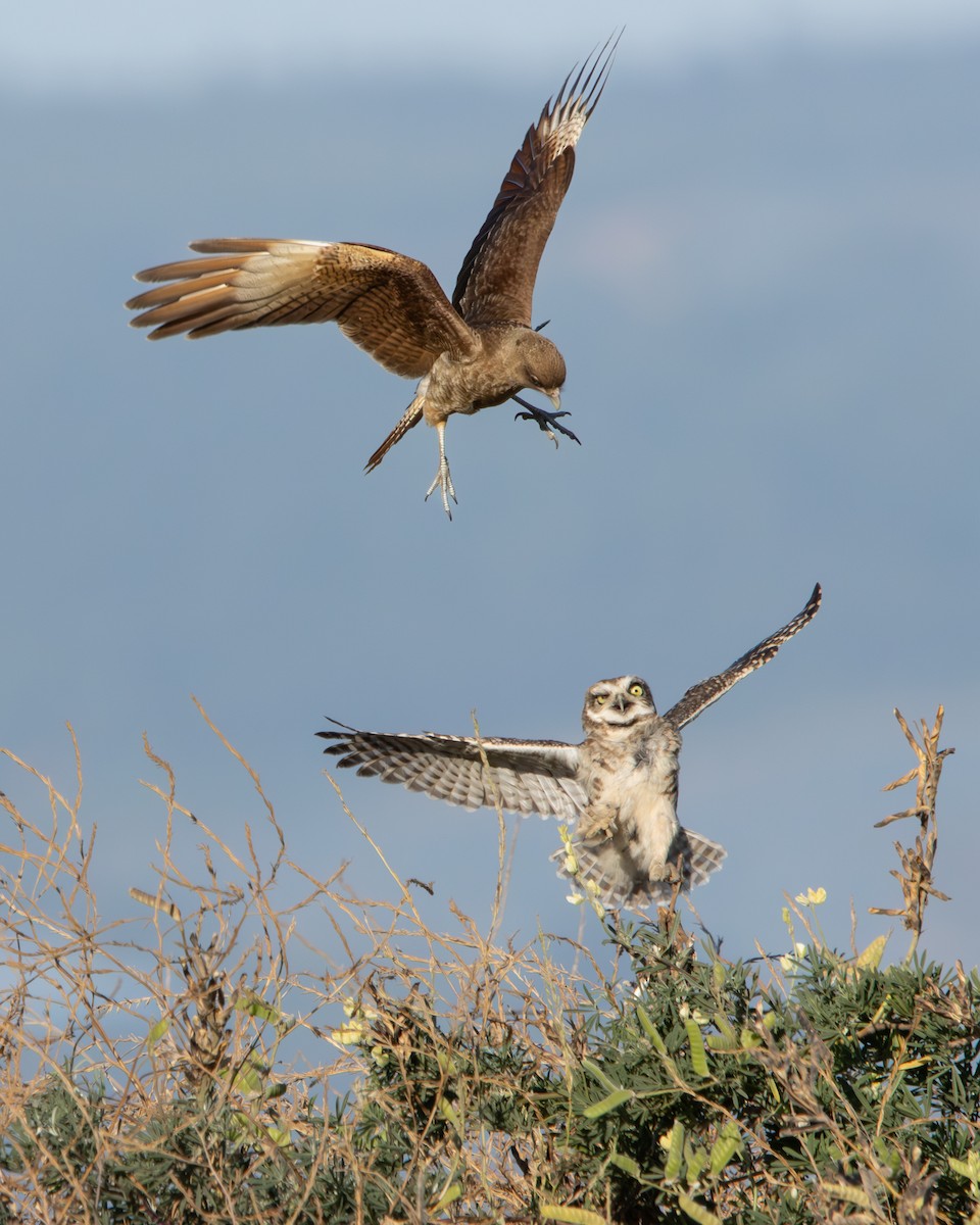 Burrowing Owl - ML646540641