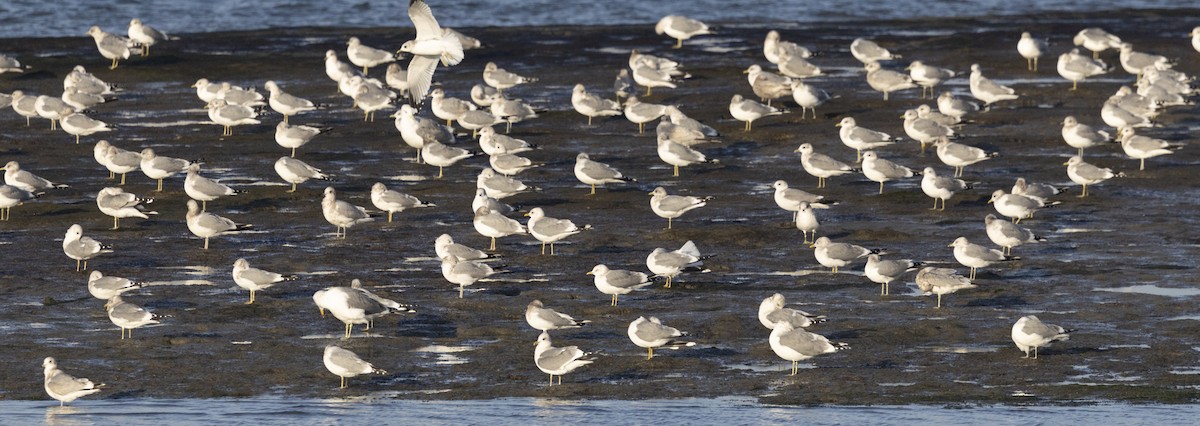 racek aljašský - ML646540642