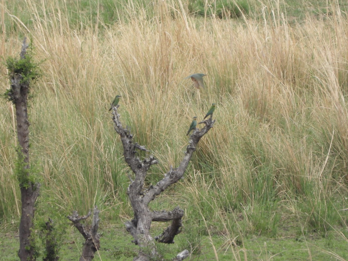 שרקרק ירוק - ML646540644