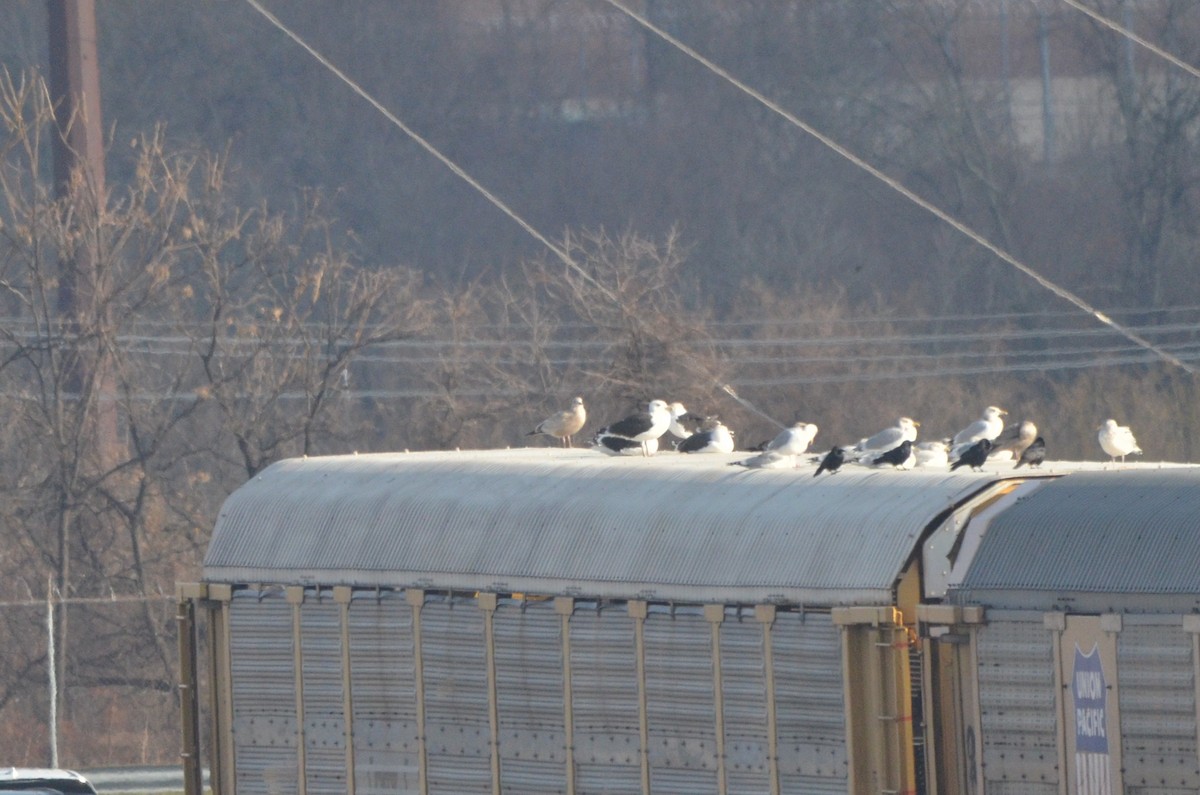 American Herring Gull - ML646540645