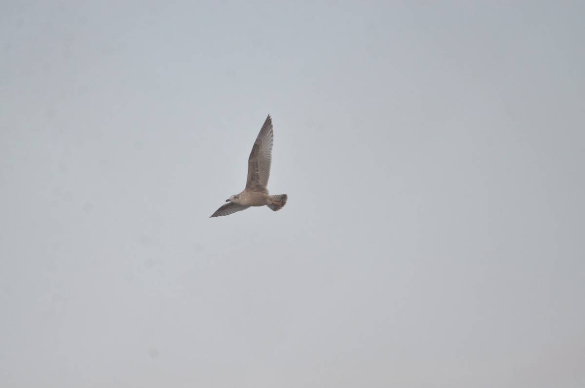 American Herring Gull - ML646540647