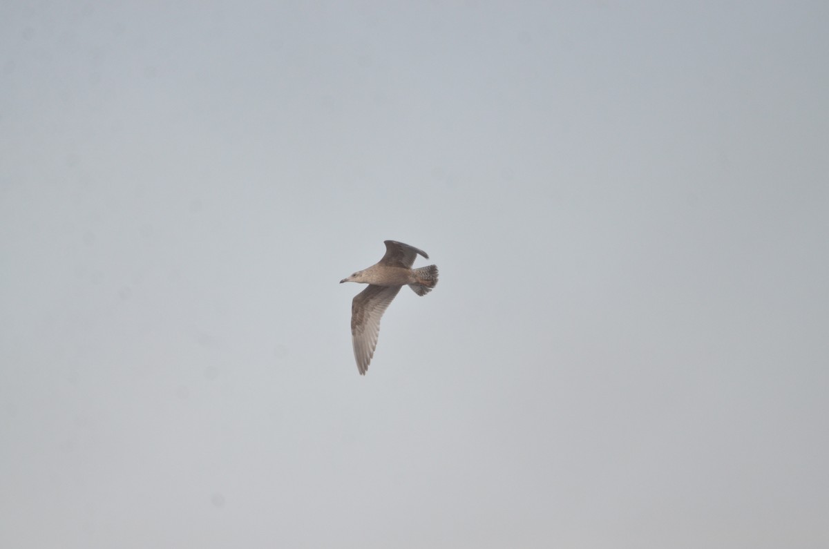 American Herring Gull - ML646540648