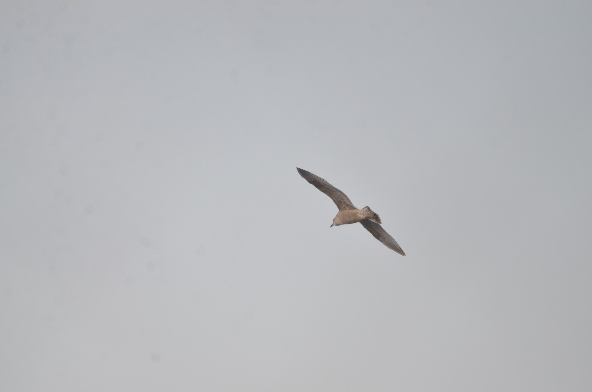 American Herring Gull - ML646540649