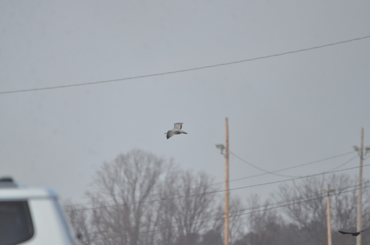 American Herring Gull - ML646540650