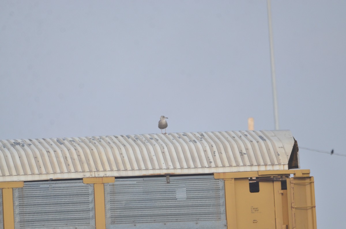 American Herring Gull - ML646540651