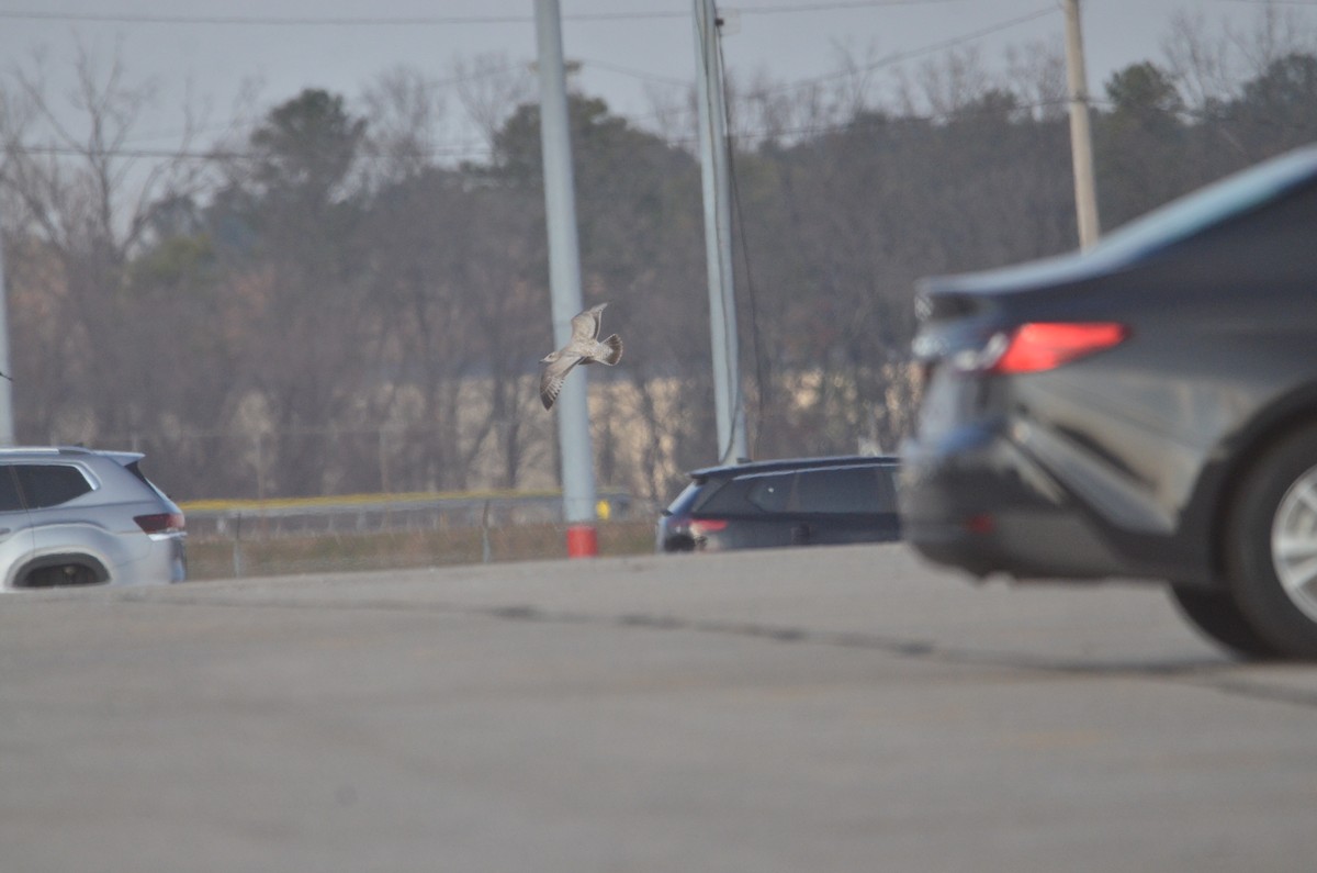 American Herring Gull - ML646540652