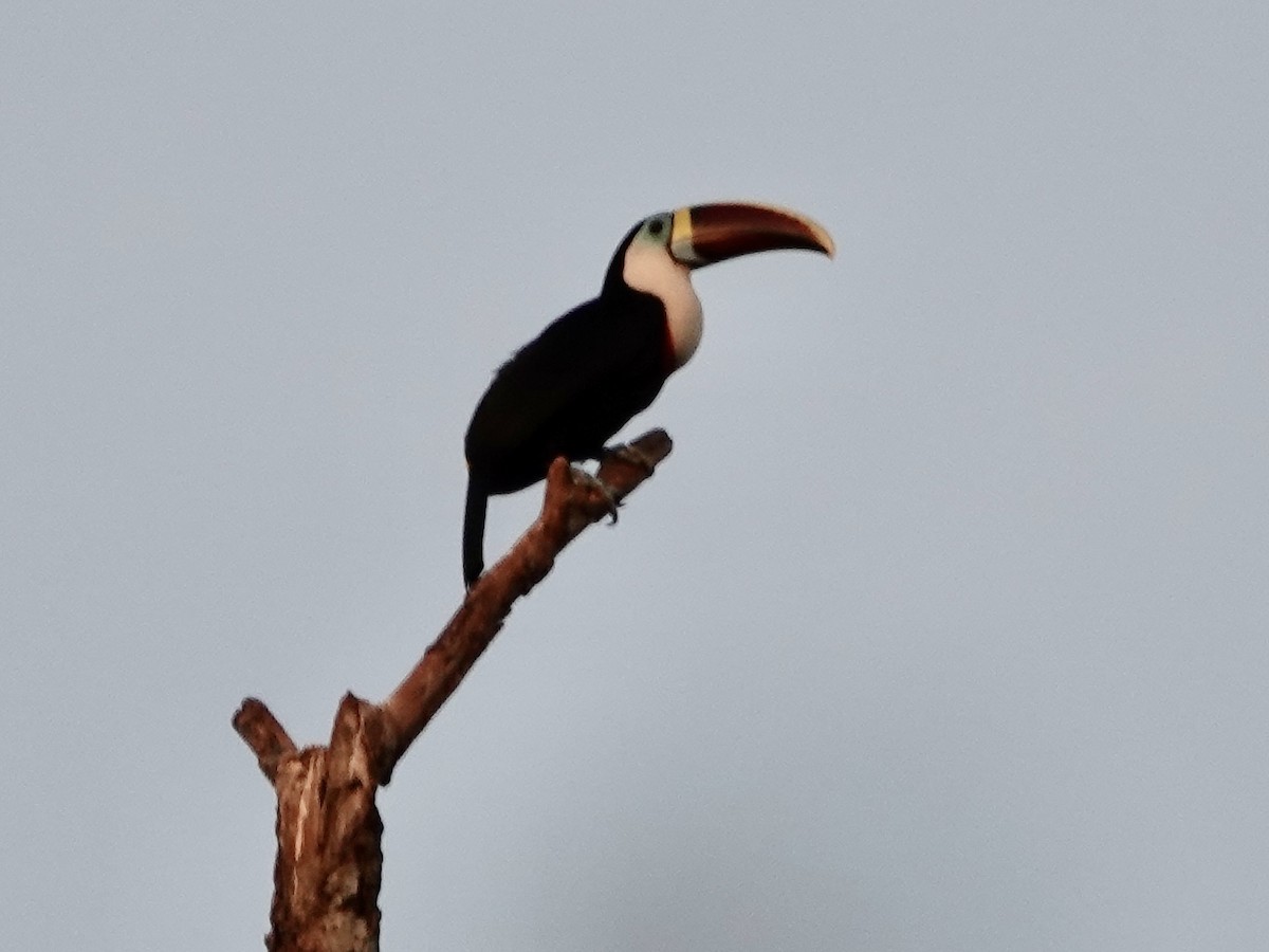 Tucán Pechiblanco - ML646540654