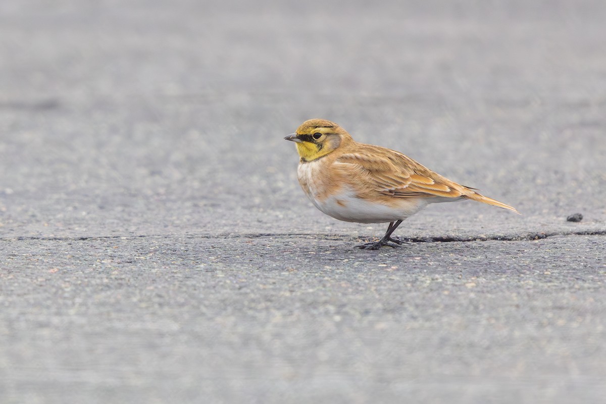 Alondra Cornuda - ML646540655