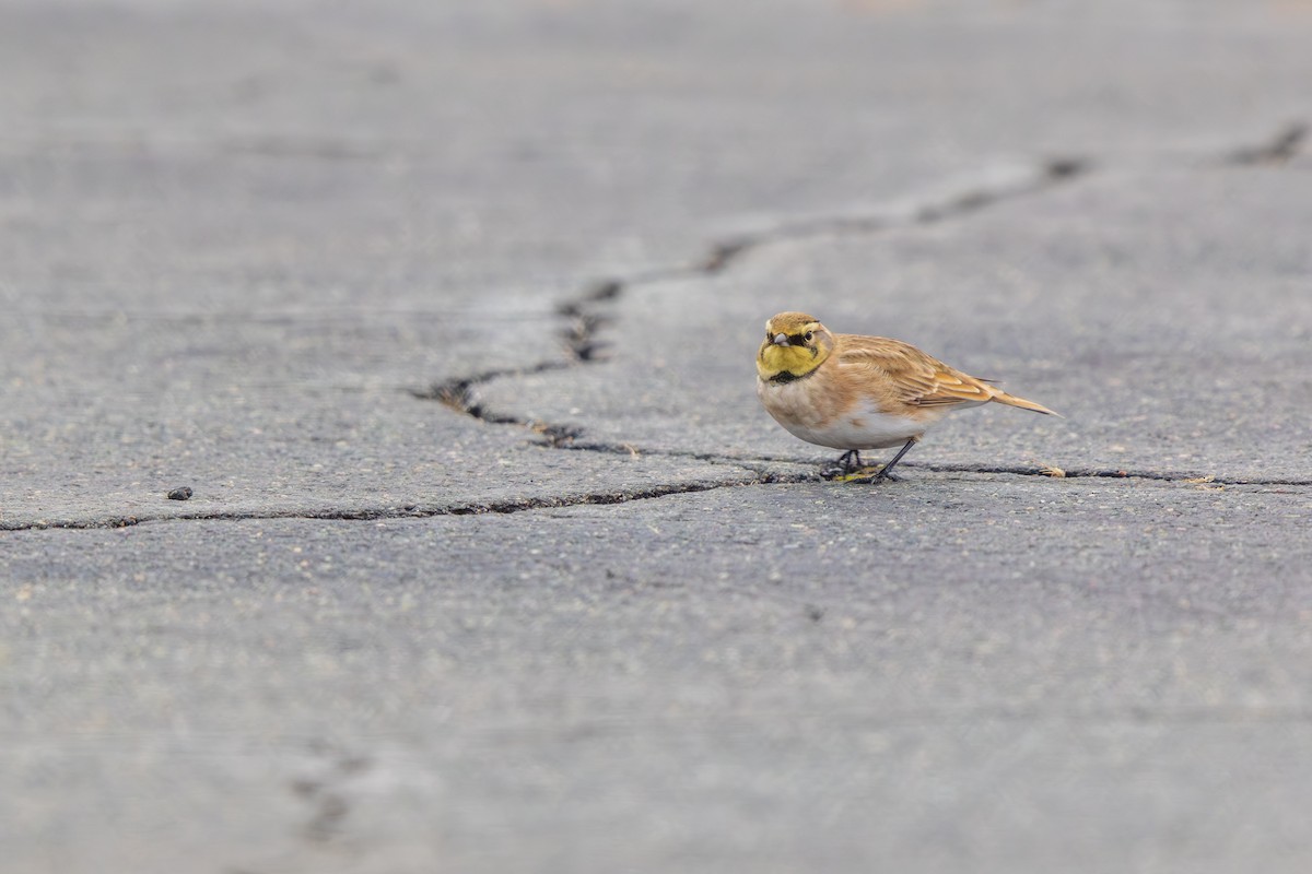 Alondra Cornuda - ML646540656