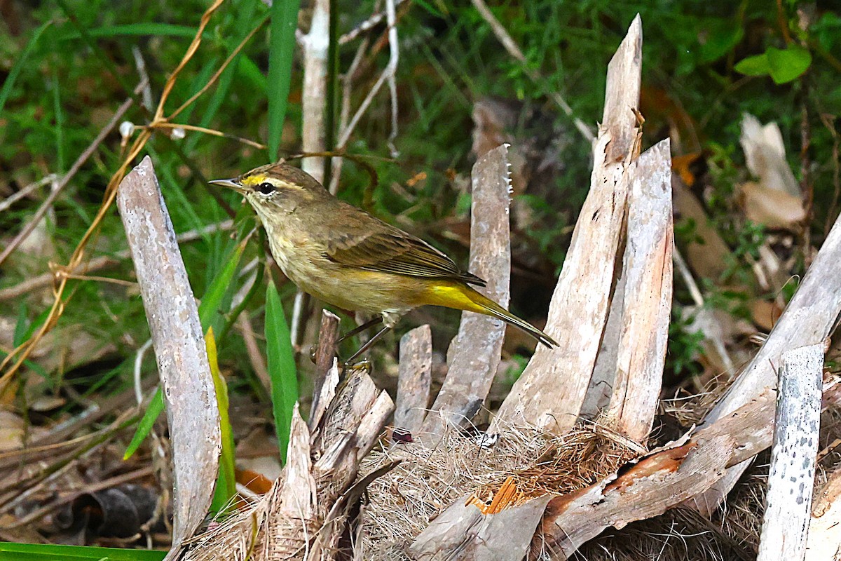Palm Warbler - ML646540658