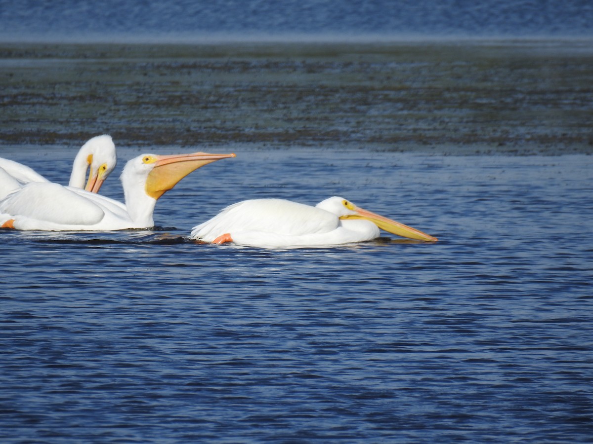 American White Pelican - ML646540659