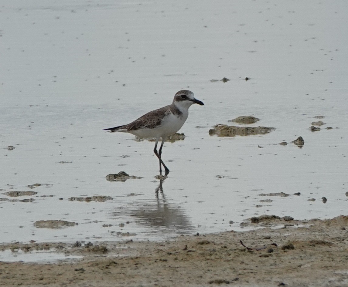 オオメダイチドリ - ML646540661