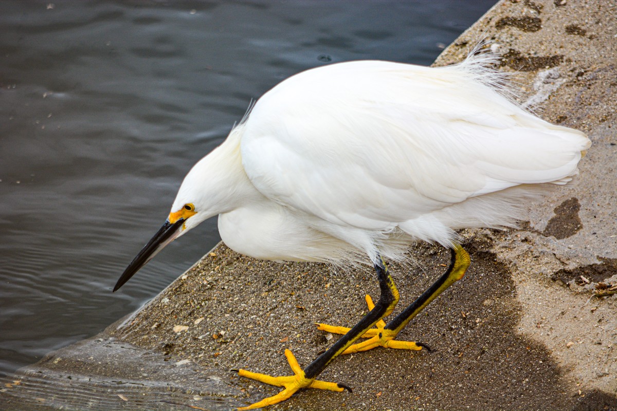 Snowy Egret - ML646540671