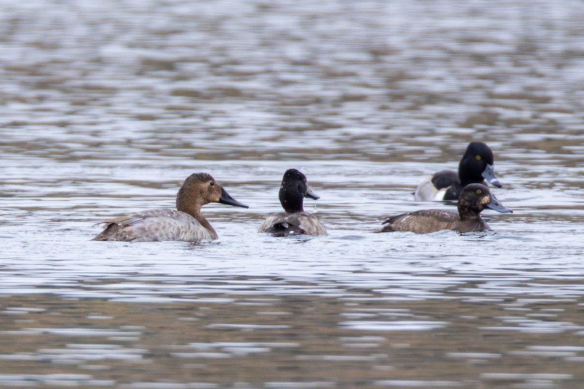 Lesser Scaup - ML646540672