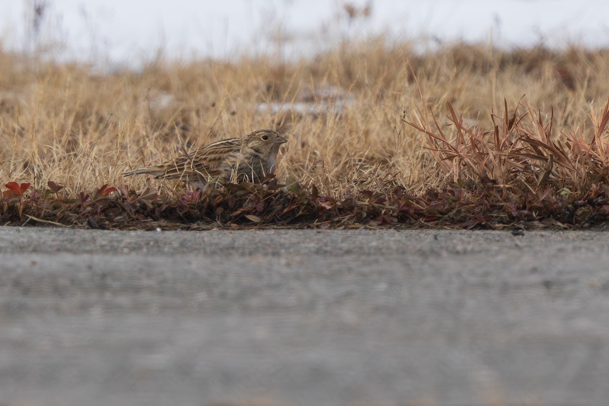 Подорожник чорногрудий - ML646540673