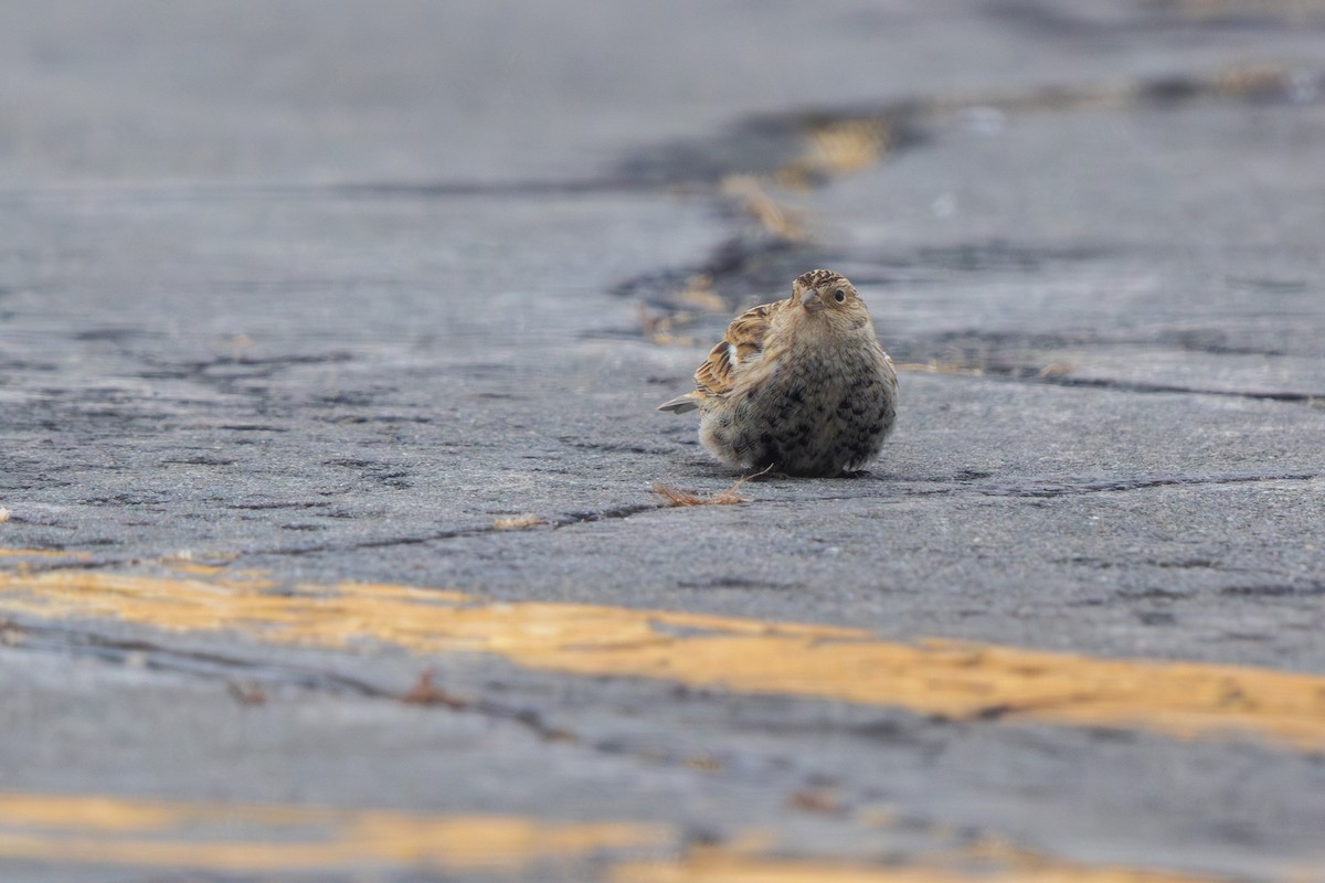 Подорожник чорногрудий - ML646540674