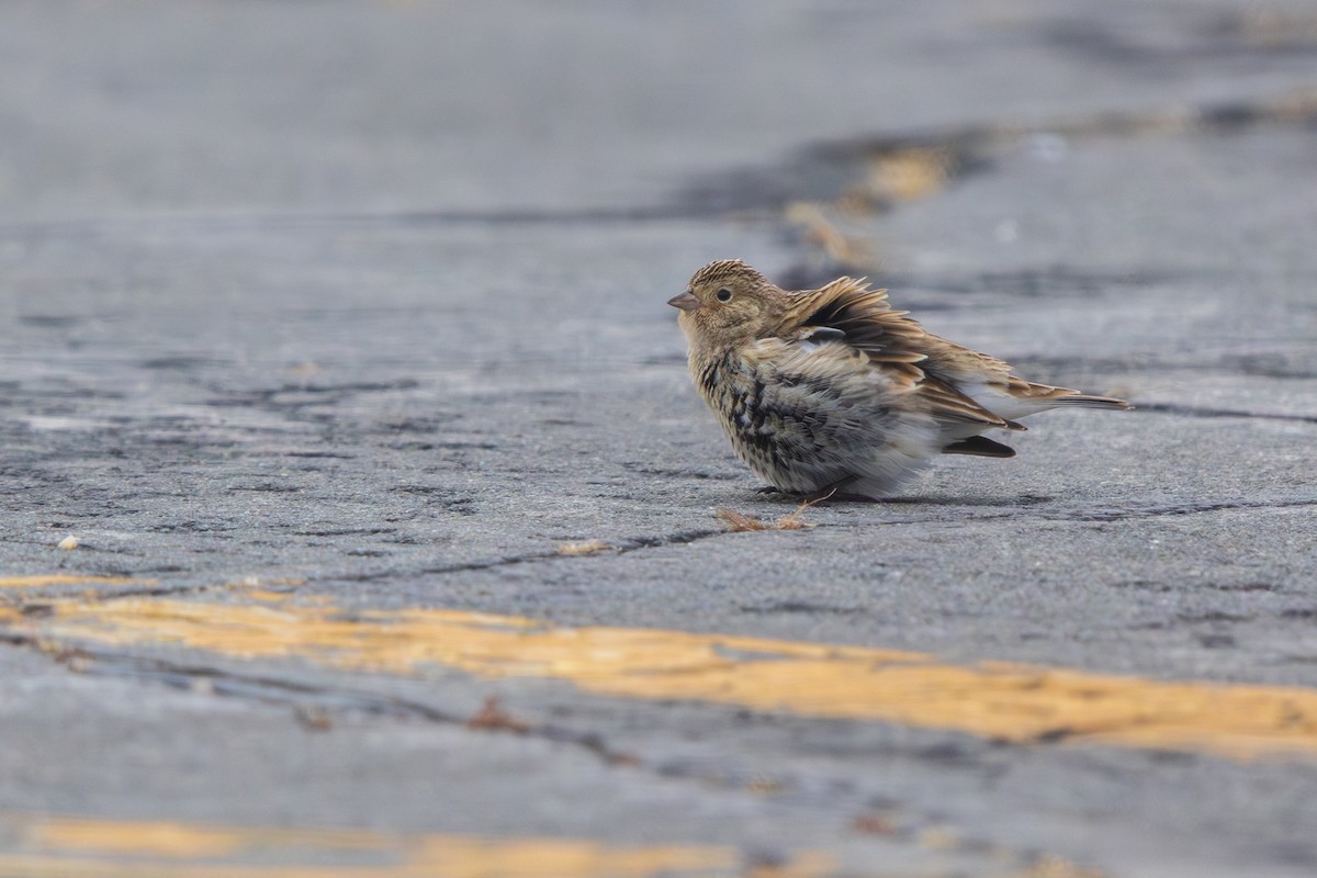 Подорожник чорногрудий - ML646540675