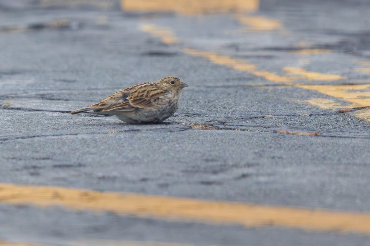 Подорожник чорногрудий - ML646540677
