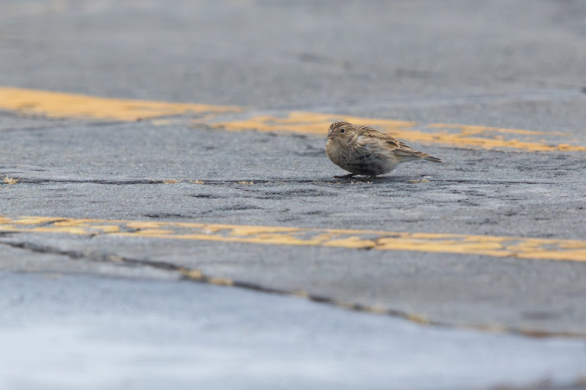 Подорожник чорногрудий - ML646540680