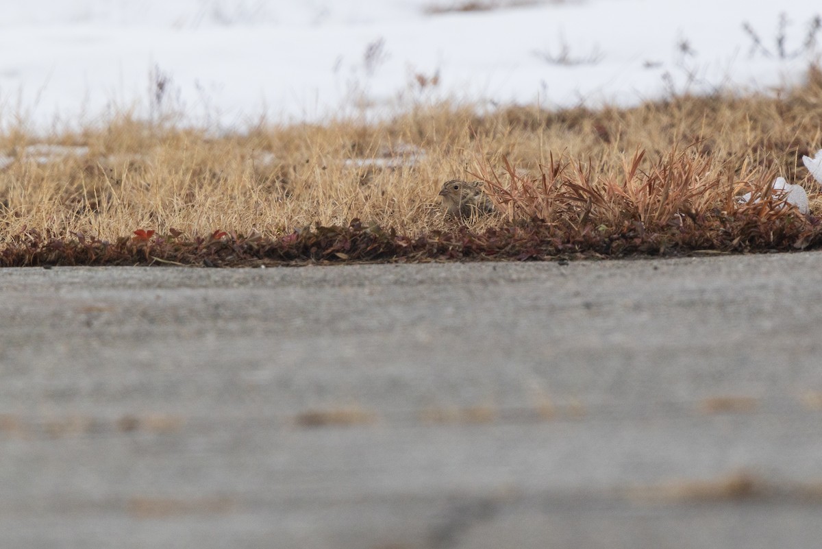 Подорожник чорногрудий - ML646540681