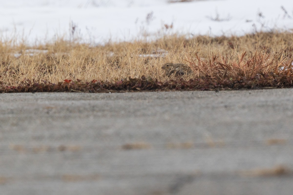 Подорожник чорногрудий - ML646540682